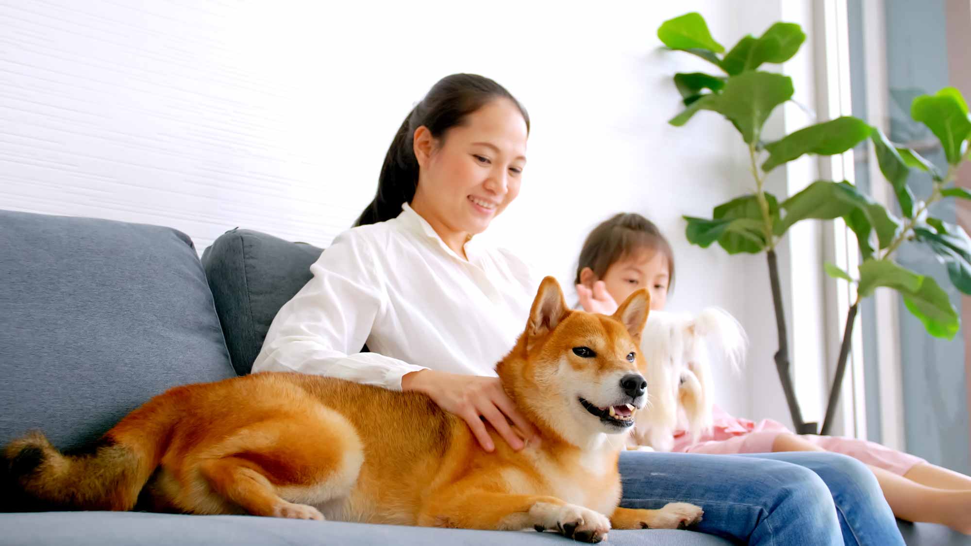 Complete Checklist: 21 Questions to Ask Before Hiring a Pet Sitter